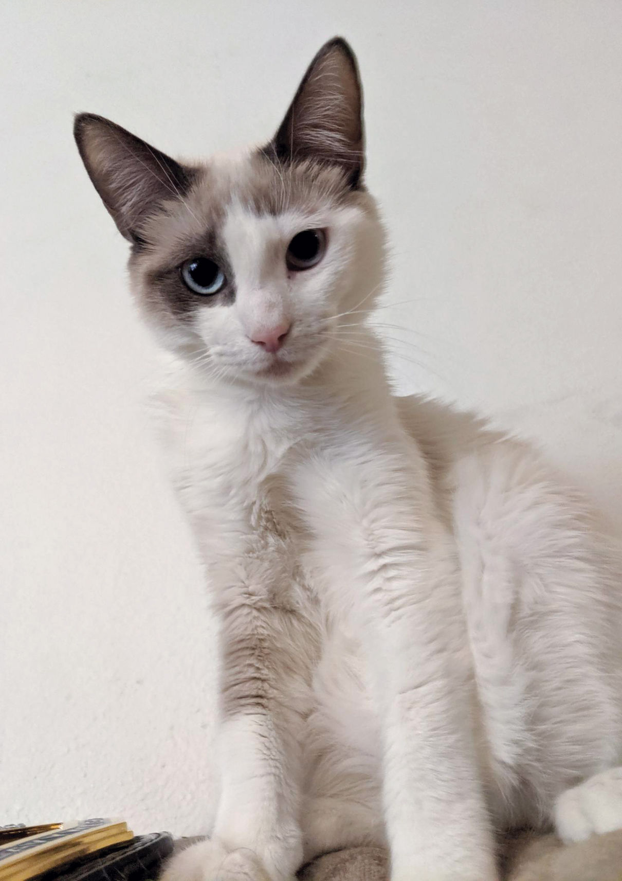 Riku at Animal Rescue of Tracy
